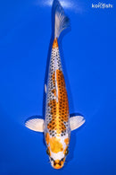 8.5" KUJAKU