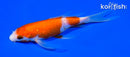 6.5" GINRIN KOHAKU BUTTERFLY