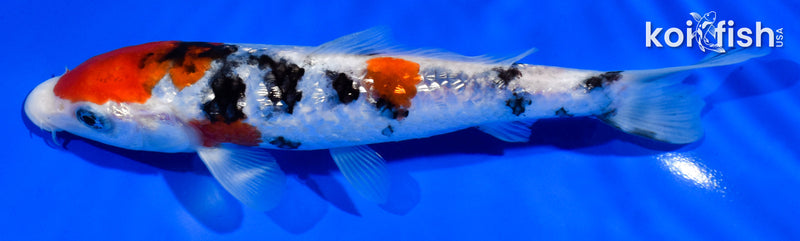 6.5" GINRIN SANKE
