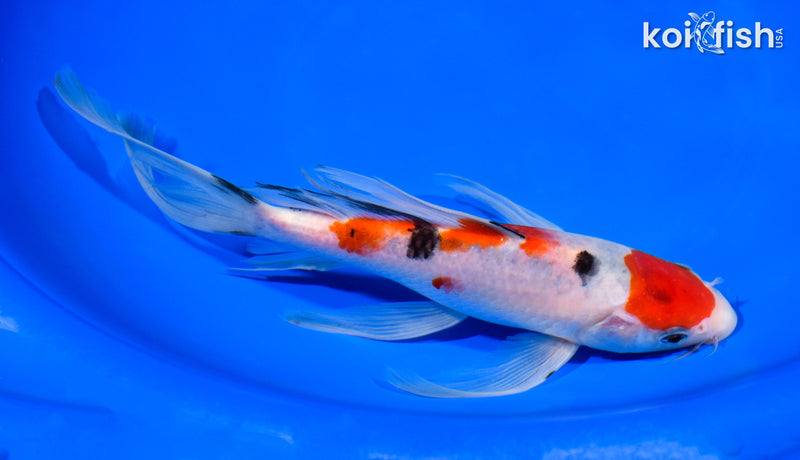 8.25" MARUTEN SANKE BUTTERFLY