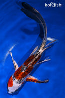 9" KUJAKU BUTTERFLY