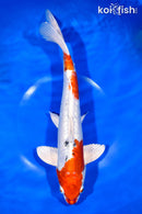 12.75" HEISEI NISHIKI