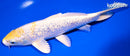 8.5" GINRIN LEMON HARIWAKE