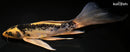 9.25" KIN KIKOKURYU BUTTERFLY