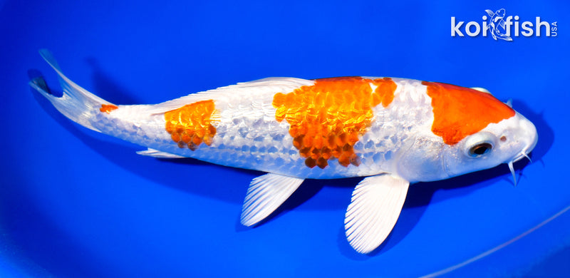8.5" GINRIN HARIWAKE