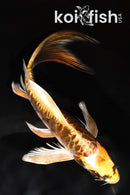 7.5" KIN KIKOKURYU BUTTERFLY