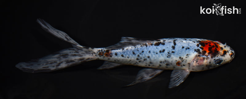 8.75" MARUTEN SHUBUNKIN GOLDFISH