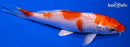 5" HARIWAKE