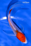 5.5" GOSHIKI BUTTERFLY