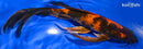 8.75" KIN HI UTSURI BUTTERFLY