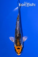 4" BENI KIKOKURYU