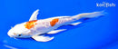 7" ARAGOKE KIKUSUI BUTTERFLY