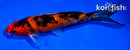 6.25" GINRIN AKA SANKE
