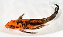 7.75" DOITSU AKA BEKKO BUTTERFLY