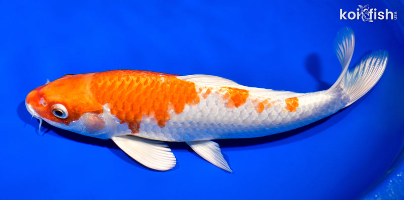 11.75" HARIWAKE