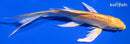 6.75" DOITSU YAMABUKI OGON BUTTERFLY
