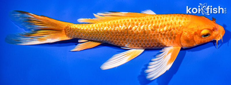 7" ORENJI OGON BUTTERFLY