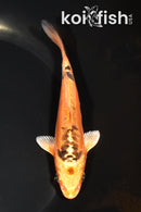 5.25" DOITSU ORENJI MATSUBA