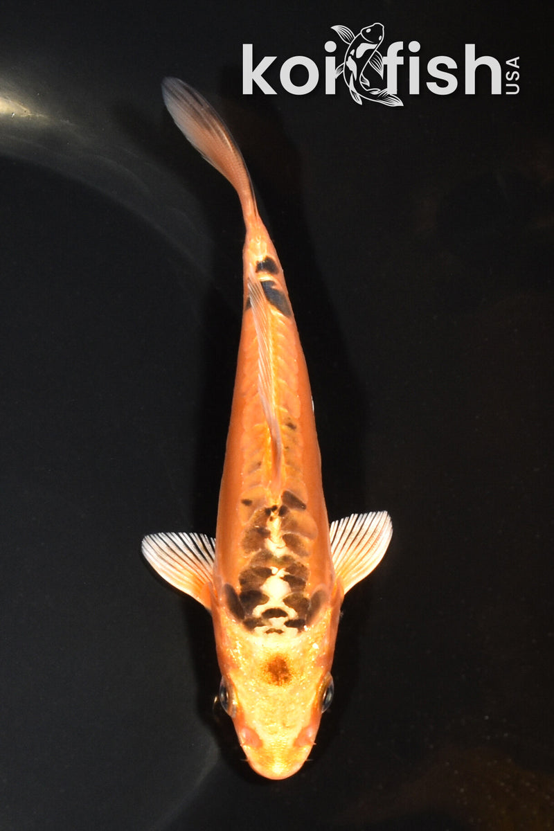 5.25" DOITSU ORENJI MATSUBA