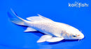 6" PLATINUM OGON BUTTERFLY