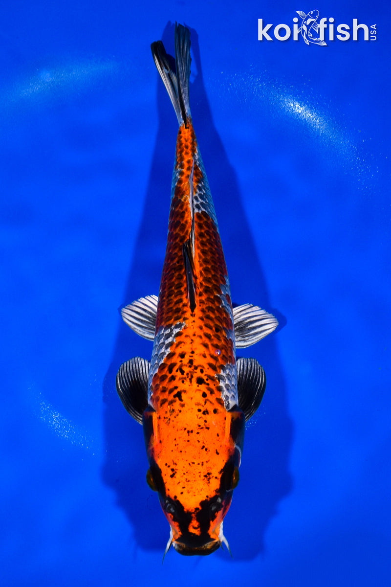 12.5" BENI GINGA