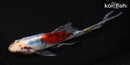 7.25" SHUBUNKIN GOLDFISH