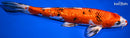 11" GINRIN YAMATO NISHIKI