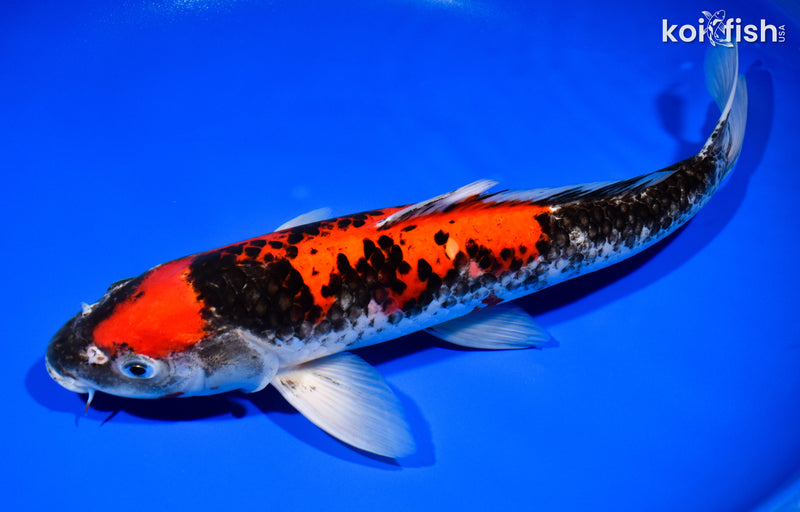 13.5" GOSHIKI