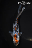 8" SHUBUNKIN GOLDFISH