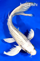 10" GIN MATSUBA BUTTERFLY