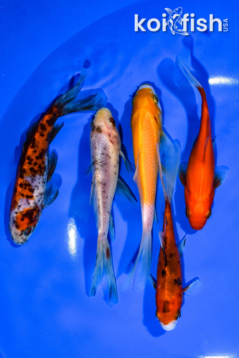 PACK OF (5) 4.5"-5" ASSORTED GOLDFISH