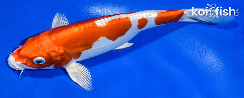 9.5" KIKUSUI