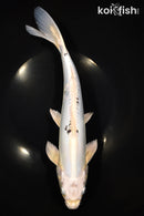 12" DOITSU GIN SHIRO BEKKO