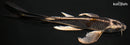 7.75" BENI GINGA BUTTERFLY