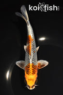 7.25" BENI GINGA