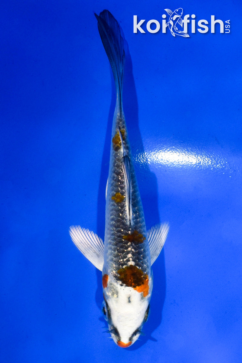 4" KUJAKU BUTTERFLY