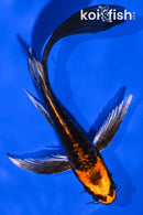 6" BENI KIKOKURYU BUTTERFLY