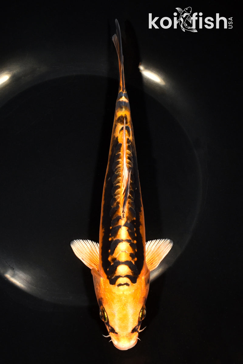 8" BENI KIKOKURYU