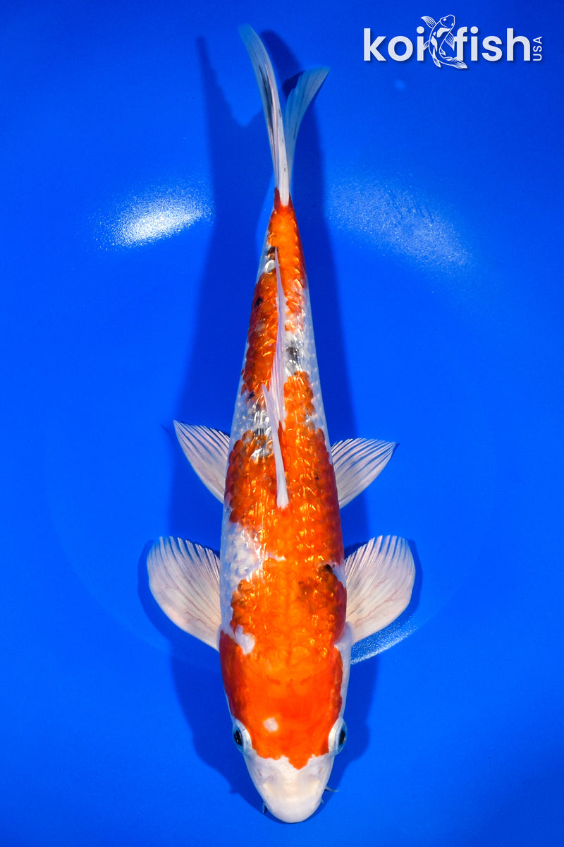 11.5" GINRIN YAMATO NISHIKI