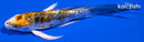 5.25" HEISEI NISHIKI BUTTERFLY