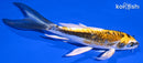 5.25" KIN KIKOKURYU BUTTERFLY