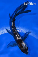 4.5" GINRIN BENI MATSUKAWABAKE BUTTERFLY