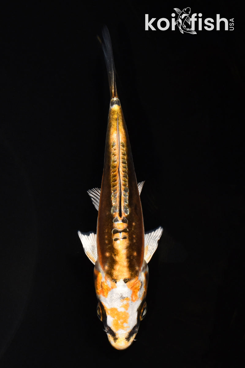 4.5" KIN KIKOKURYU