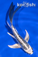 6" KIKOKURYU BUTTERFLY