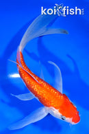 7.5" GINRIN KOHAKU BUTTERFLY