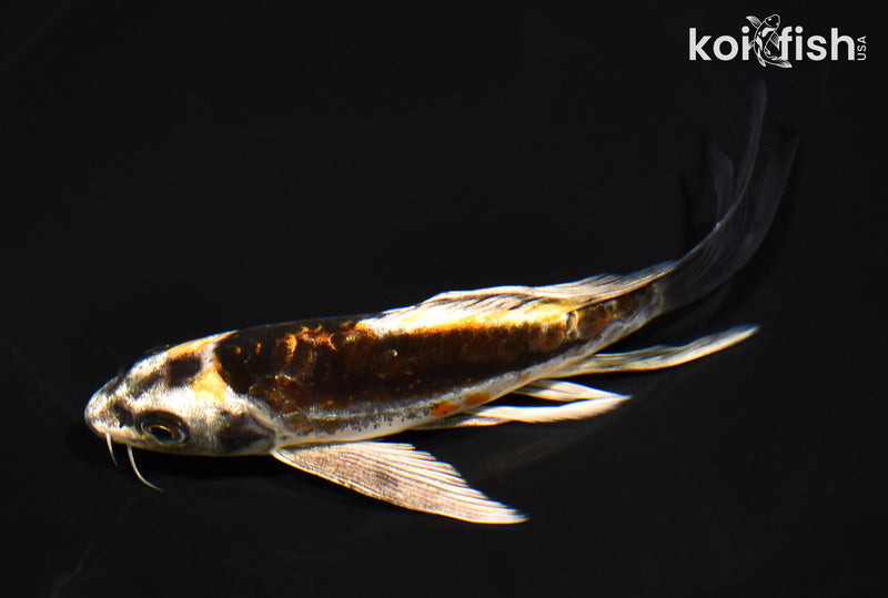 6.25" BENI KIKOKURYU BUTTERFLY