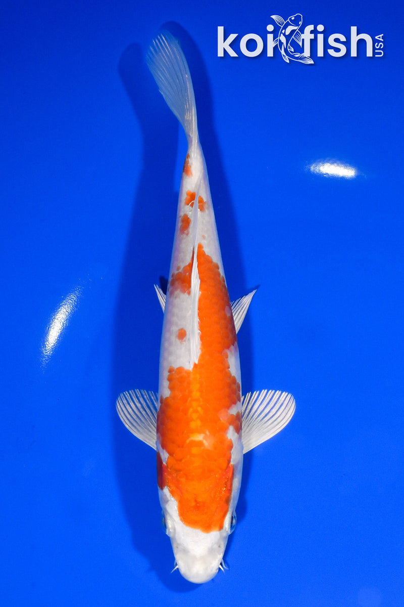 7.75" HARIWAKE