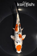 6.5" MARUTEN YAMATO NISHIKI