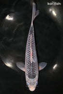 8.75" ASAGI
