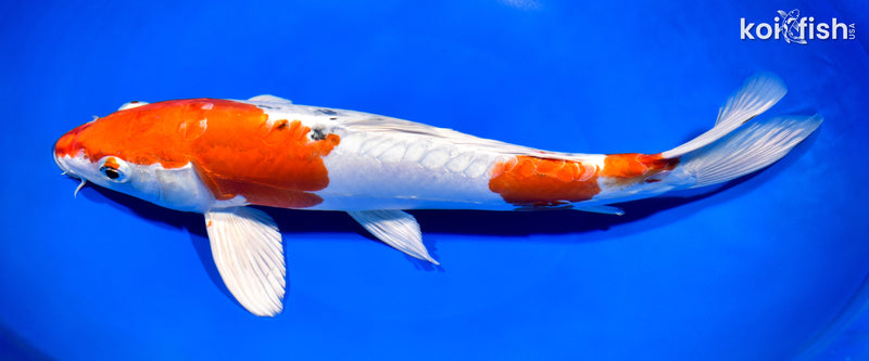 12.75" HEISEI NISHIKI